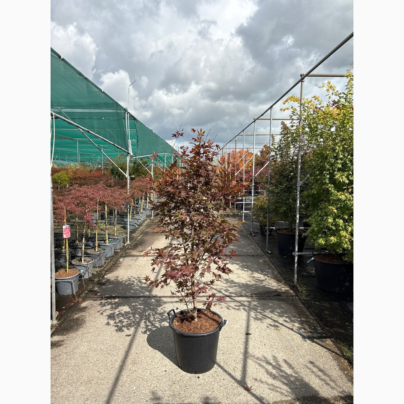 Japansk lönn – Acer pal. 'Fireglow' - C50 175-200 CM